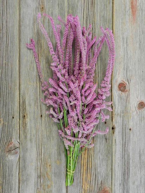 RAT TAIL PINK STATICE